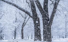 Снегопады обещают москвичам на этой неделе