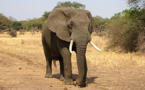 В Таиланде слон после экскурсии погубил туриста