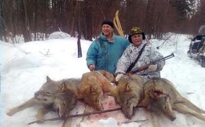 Свердловские власти объявили охоту на волков
