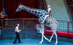 В Челябинск приезжает «Жираф шоу»