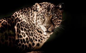 В КЧР пресечена незаконная продажа леопардов из фальшивого зоопарка