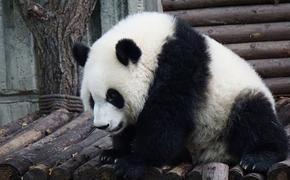 Видео, как панда обрадовалась первому снегу