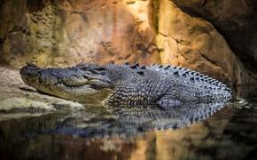В подвале одного из домов Петербурга обнаружили крокодила