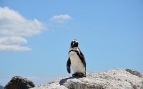 Видео, как пингвин "пришел в гости" к ученым в Антарктике