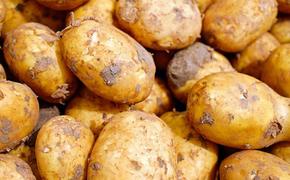Картофель подорожал больше других социально значимых продуктов