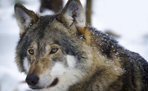 Жители Санкт-Петербурга увидели волка на одной из улиц города