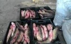 В Керчи сожгли очередную партию бесхозной рыбы. Граждане недовольны