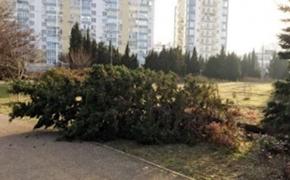 Неадекватный строитель  в парке Севастополя устроил  пьяный дебош