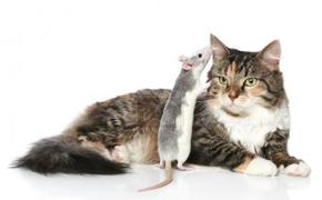 Кота обвинили в тунеядстве, он "упустил 29 крыс на вверенной ему территории"