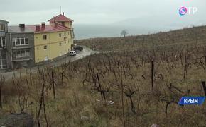 Заводу "Массандра" суд вернул участки виноградников