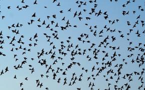 Как у Хичкока: автозаправку в Техасе заполонили крупные птицы