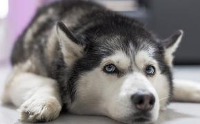 Флешмоб с хозяевами, копирующими собак, становится популярен в Сети