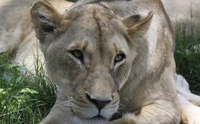 Львица, детенышей которых убили, усыновила антилопу