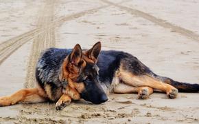 В Комсомольске-на-Амуре собака 12 лет ждала погибшего хозяина