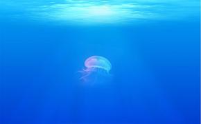 У берегов Австралии под водой засняли два удивительных кольца воздуха