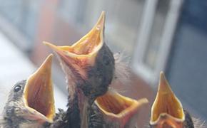 Обнаружены останки детеныша одной из первых птиц на нашей планете