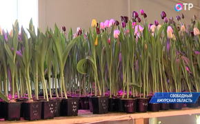 Три тысячи тюльпанов вырастили в Амурской области к 8 марта