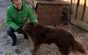 В Челябинской области стали меньше мучить животных