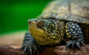 Преподаватель биологии скормил щенка черепахе при учениках