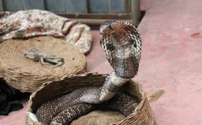 Индийская кобра с перепугу выплюнула три яйца