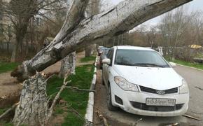 В Севастополе  стихия валит деревья
