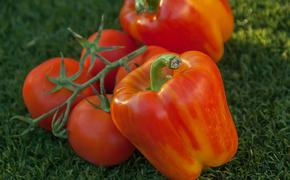 Сибирские ученые вывели новые сорта перца и томатов