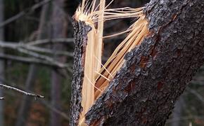 В центре Ростова-на-Дону рухнувшее дерево убило девушку