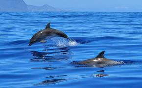 На берег в Австралии выбросились более 150 дельфинов, видео