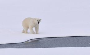 Площадь арктических льдов достигла рекордно низких значений