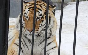 Сахалинский зоопарк переходит на летний режим работы