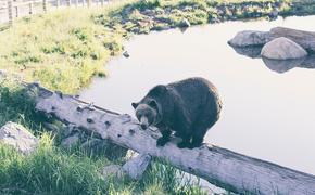 Медведь сломал забор на границе Латвии и России