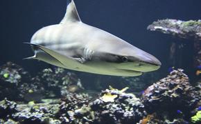 Видео, как смельчаки плавают рядом с акулой, стало хитом в сети