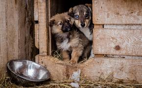 Как выживают приюты для животных на Сахалине?