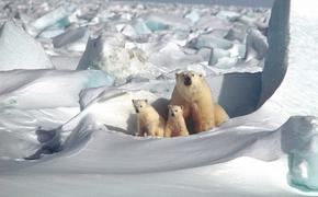 В сети появилось видео, как американская подлодка пробила лед в Арктике