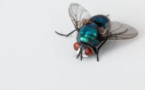 Ученые узнали, почему мухи пускают слюни на жаре