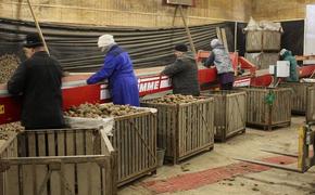 Сахалинским аграриям компенсируют затраты на семена