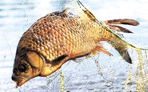 Астраханская рыбалка оказалась непростой