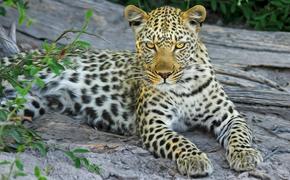 В Ботсване леопард чуть не съел ногу туриста