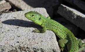 Ученые раскрыли феномен ящериц с зеленой кровью