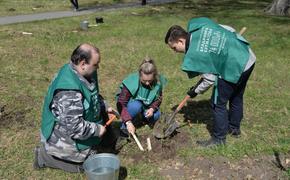 В Челябинске высадили две аллеи уникальных даурских лиственниц