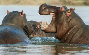 Бегемоты помогли антилопе спастись от крокодилов