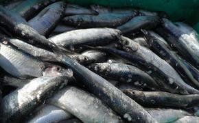 Экологи бьют тревогу: на Сахалине массово гибнет рыба