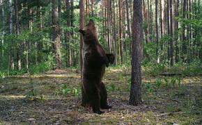 Фото, как в Брянских лесах молодой медведь танцует "брачные танцы"