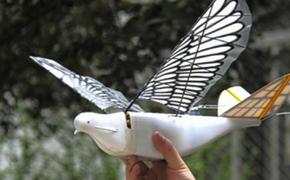 В Китае созданы дроны-голуби, шпионящие за людьми