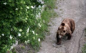 В России медведи не только ходят по улицам, но и ездят на эскалаторе