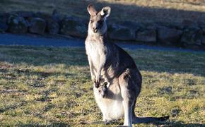 Во Франции нашелся кенгуру, сбежавший из зоопарка два месяца назад