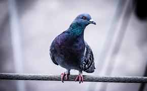 В Лондоне голуби подглядывают за людьми