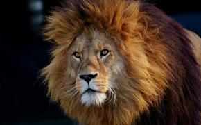 В ЮАР львы загрызли браконьеров, покусившихся на носорогов