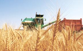Бразилия переходит на российскую пшеницу