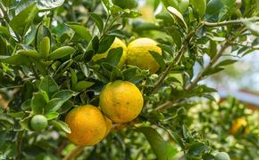 Медики доказали пользу апельсинов для здоровья глаз
